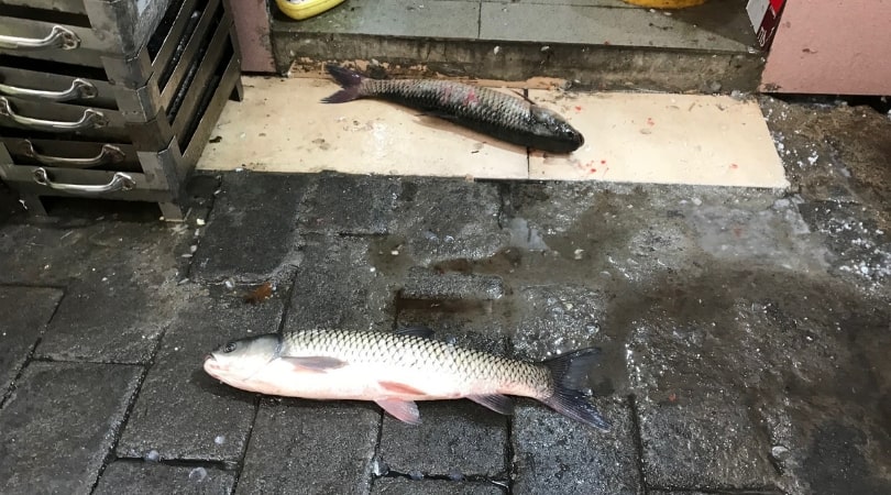 焼き魚