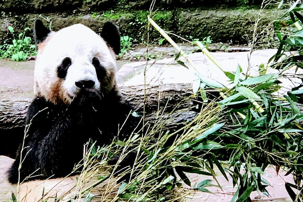 重慶動物園